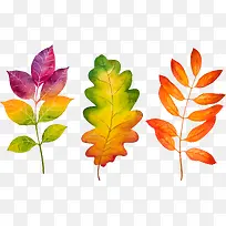 彩色的树叶-空若网 彩色的树叶-空若网