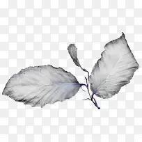 �ֻ���Ҷ-������