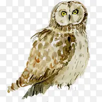 手绘黄色水彩猫头鹰-空若网 手绘黄色水彩猫头鹰-空若网