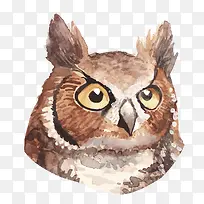 ˮ��èͷӥ-������