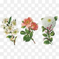 ��ͨ����ͼƬ�ز����� ���»�֦-������