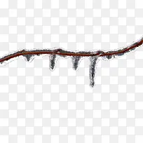 树枝上的冰-空若网 树枝上的冰-空若网