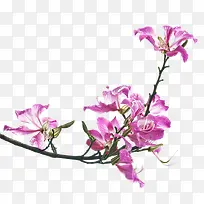 粉色开花羊蹄甲免抠系列-空若网 粉色开花羊蹄甲免抠系列-空若网