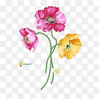 花朵插画-空若网 花朵插画-空若网