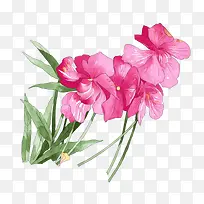 水仙花插画-空若网 水仙花插画-空若网