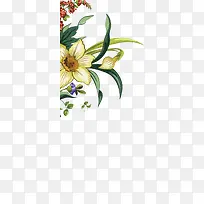 黄色水仙花插画-空若网 黄色水仙花插画-空若网