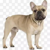 法国斗牛犬骑兵查尔斯猎犬帕格斗牛犬-空若网 法国斗牛犬骑兵查尔斯猎犬帕格斗牛犬-空若网