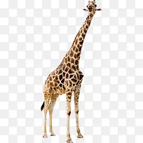 卡通手绘卡通长颈鹿-空若网 卡通手绘卡通长颈鹿-空若网
