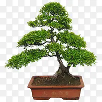 风景树盆栽设计素材-空若网 风景树盆栽设计素材-空若网