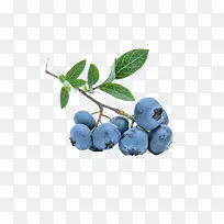 新鲜蓝莓-空若网 新鲜蓝莓-空若网