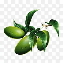 树枝-空若网 树枝-空若网