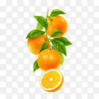 手绘橙子-空若网 手绘橙子-空若网