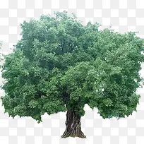 ´óÒ¶Ïà˼Ê÷-¿ÕÈôÍø ´óÒ¶Ïà˼Ê÷-¿ÕÈôÍø