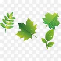 叶子png矢量素材-空若网 叶子png矢量素材-空若网