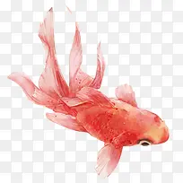 卡通水彩红色金鱼-空若网 卡通水彩红色金鱼-空若网