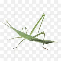 蚂蚱-空若网 蚂蚱-空若网