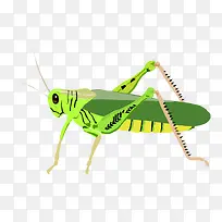 蝗虫-空若网 蝗虫-空若网