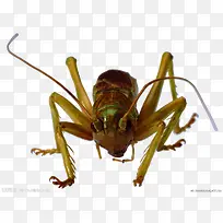 蚂蚱-空若网 蚂蚱-空若网