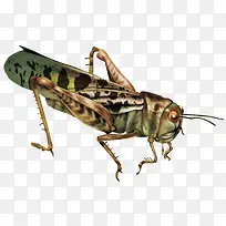 蚂蚱-空若网 蚂蚱-空若网