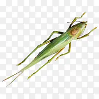 蝗虫-空若网 蝗虫-空若网