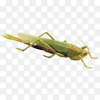 �ȳ�-������