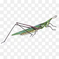 蚂蚱-空若网 蚂蚱-空若网