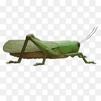 ����-������