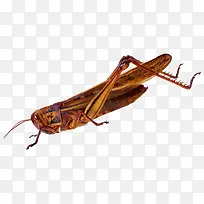 ����-������