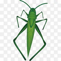 绿色蝗虫矢量图-空若网 绿色蝗虫矢量图-空若网