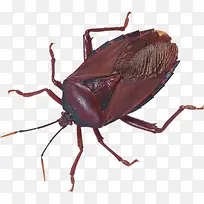 红色甲壳昆虫-空若网 红色甲壳昆虫-空若网