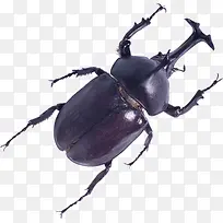 黑色昆虫甲壳郎-空若网 黑色昆虫甲壳郎-空若网