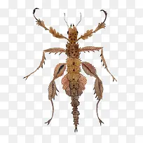 卡通蚂蚱昆虫-空若网 卡通蚂蚱昆虫-空若网