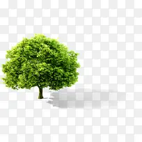 ÂÌÊ÷-¿ÕÈôÍø ÂÌÊ÷-¿ÕÈôÍø