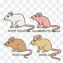 ��ͨ����PNG����-������