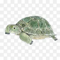 手绘绿色卡通乌龟-空若网 手绘绿色卡通乌龟-空若网