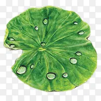 手绘水彩风荷叶-空若网 手绘水彩风荷叶-空若网