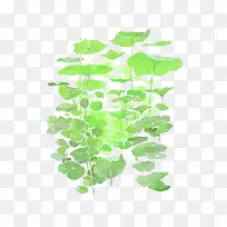 ˮ�ʺ�Ҷ-������