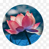 手绘水彩荷花荷叶-空若网 手绘水彩荷花荷叶-空若网