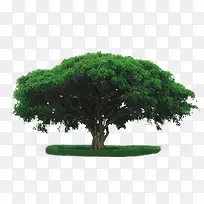 枝繁叶茂的树-空若网 枝繁叶茂的树-空若网