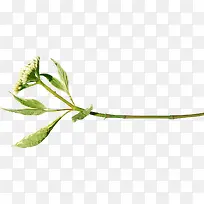 细枝png素材-空若网 细枝png素材-空若网