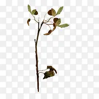 树枝图片素材-空若网 树枝图片素材-空若网