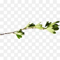 Ö¦Ìõ×°ÊÎËØ²Ä-¿ÕÈôÍø Ö¦Ìõ×°ÊÎËØ²Ä-¿ÕÈôÍø