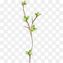 ��֦�ز�ͼƬ-������