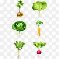 绿色种植蔬菜-空若网 绿色种植蔬菜-空若网