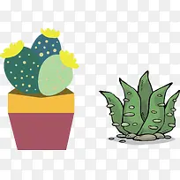 植物仙人草-空若网 植物仙人草-空若网