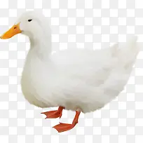 卡通动物素材卡通虫鸟-空若网 卡通动物素材卡通虫鸟-空若网