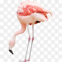 鸟的素材动物素材-空若网 鸟的素材动物素材-空若网