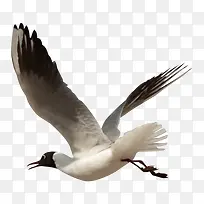 ��ͨ�����زĶ���廭-������