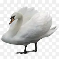 手绘动物素材虫鸟插画-空若网 手绘动物素材虫鸟插画-空若网