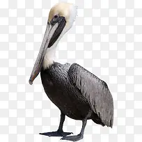 �����زĳ����ز�-������